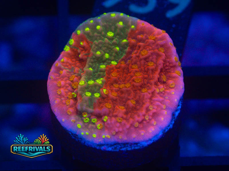 WWC Grafted Sunfire Monti WYSIWYG coral image | ReefRivals WWC Grafted Sunfire Monti coral image from ReefRivals, listed as Montipora sp. and Montis