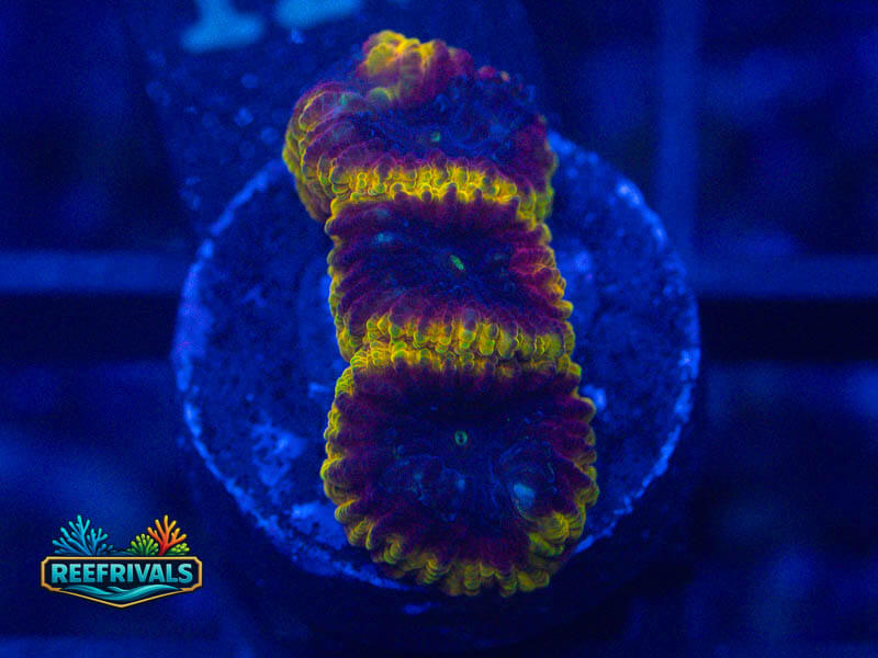 WWC Hot Wheels Favia coral image from ReefRivals, listed as Favia sp. and Favias