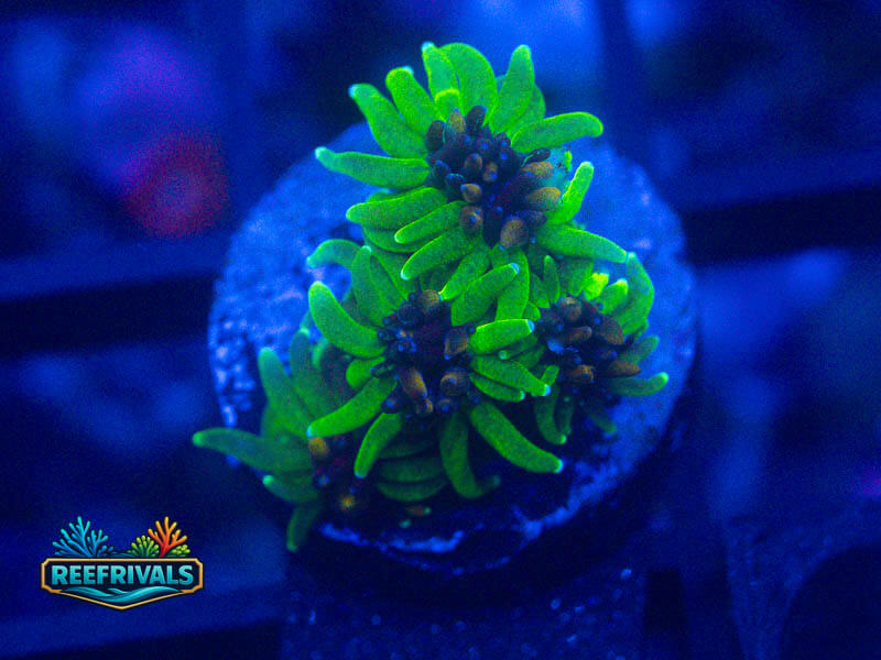ARC Sonic Galaxea coral image from ReefRivals, listed as Galaxea sp. and SPS Plating