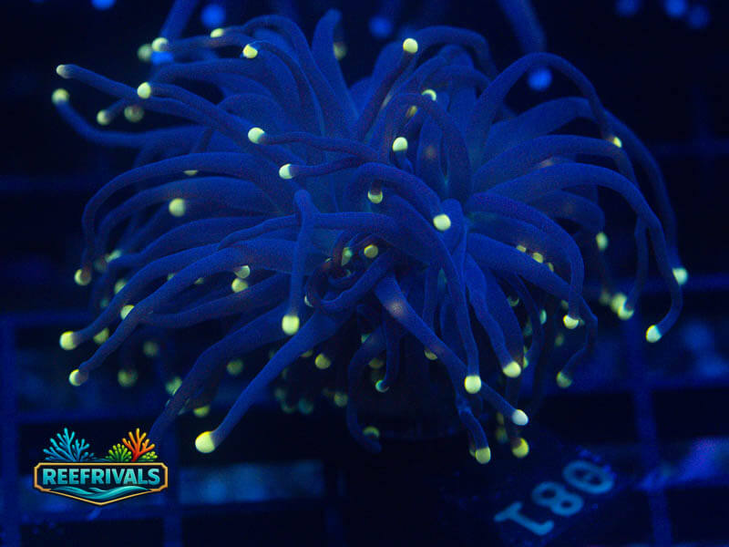 TSA High Beam Torch coral image from ReefRivals, listed as Euphyllia glabrescens and Torches