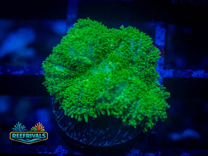 CA Aussie Green Rhodactis Mushroom coral image from ReefRivals, listed as Rhodactis spp. and Mushrooms