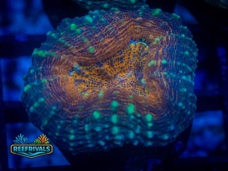 RVL Ultra Rainbow Lobo coral image from ReefRivals, listed as Lobophyllia sp. and LPS Fleshy