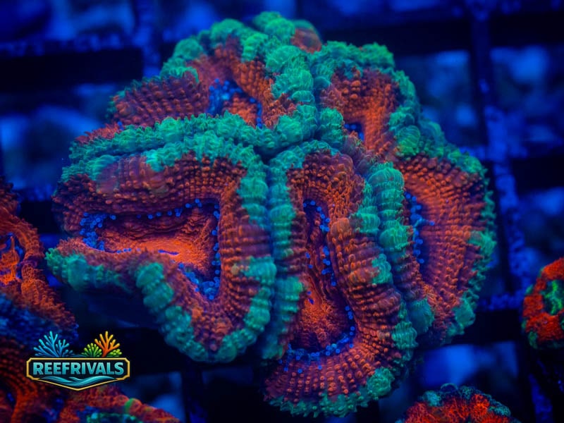 TG Icy Hot Acan coral image from ReefRivals, listed as Micromussa sp. and Acans
