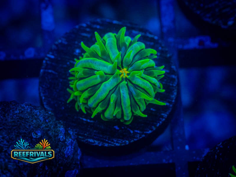 RVL Green Goblin Fungia coral image from ReefRivals, listed as Fungia sp. and LPS Fleshy