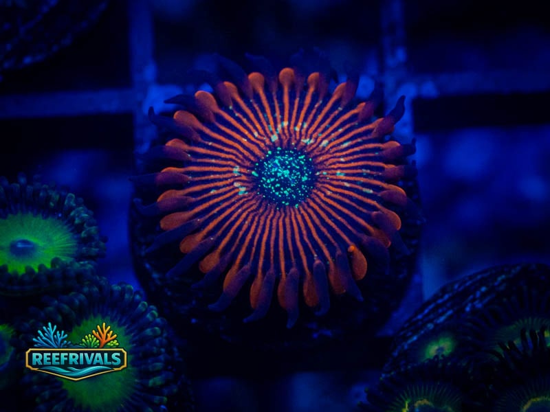 Zoanthids Magician Zoa coral image from ReefRivals, listed as Zoanthus sp. and Zoas