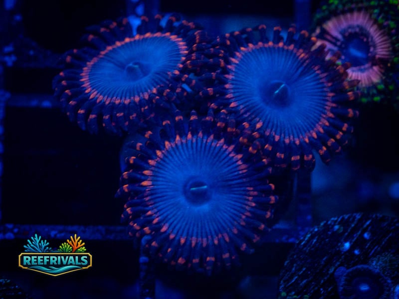 Zoanthids Spiderman Zoa coral image from ReefRivals, listed as Zoanthus sp. and Zoas