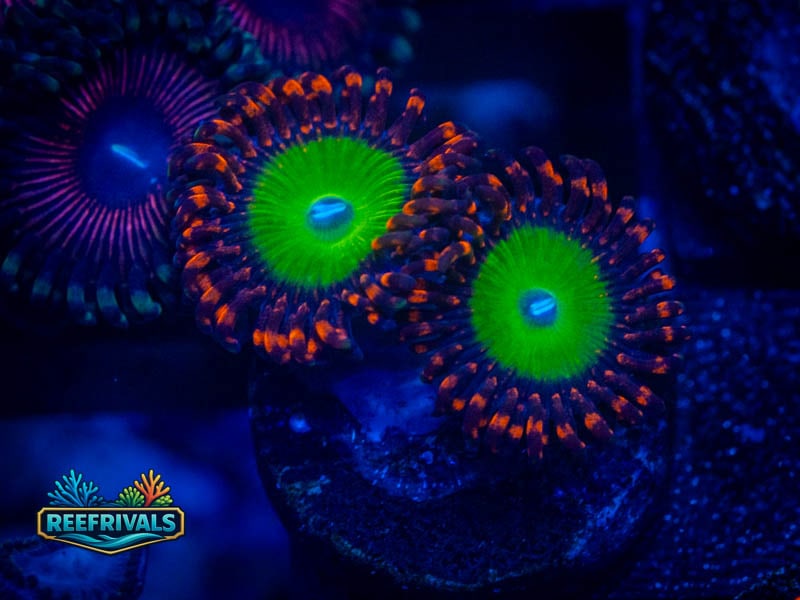 OG Bowzer Zoa coral image from ReefRivals, listed as Zoanthus sp. and Zoas