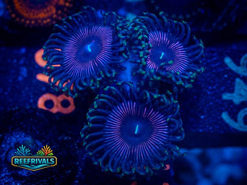 WWC Black Orchids Zoa WYSIWYG coral image | ReefRivals WWC Black Orchids Zoa coral image from ReefRivals, listed as Zoanthus sp. and Zoas