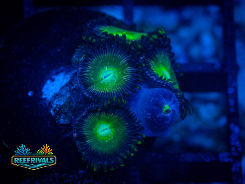 WWC Mean Green Zoa coral image from ReefRivals, listed as Zoanthus sp. and Zoas