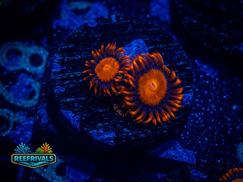 TG Fiji Bam Bam Zoa coral image from ReefRivals, listed as Zoanthus sp. and Zoas