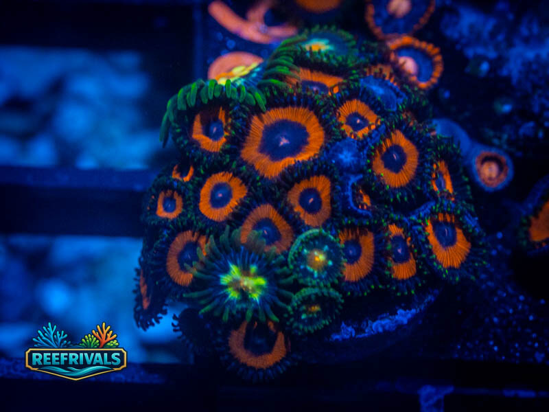 Red Bull X Daisy Cutter Zoa coral image from ReefRivals, listed as Zoanthus sp. and Zoas