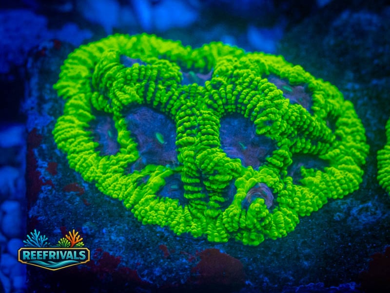 RVL Raptor's Piece Favia coral image from ReefRivals, listed as Favia sp. and Favias