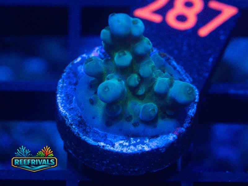 WWC Ice Breaker Acro coral image from ReefRivals, listed as Acropora sp. and Acros