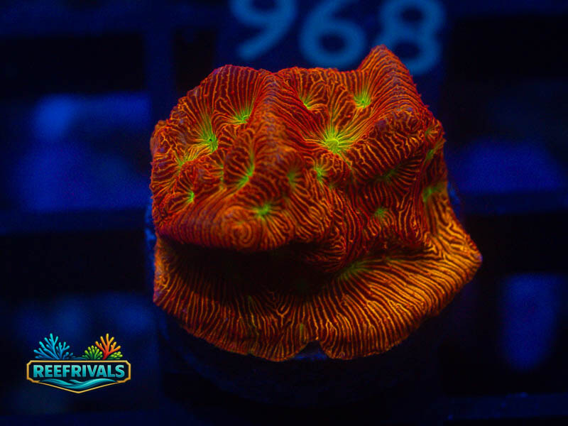 JF Jack O Lantern Lepto coral image from ReefRivals, listed as Leptoseris sp. and Encrusting