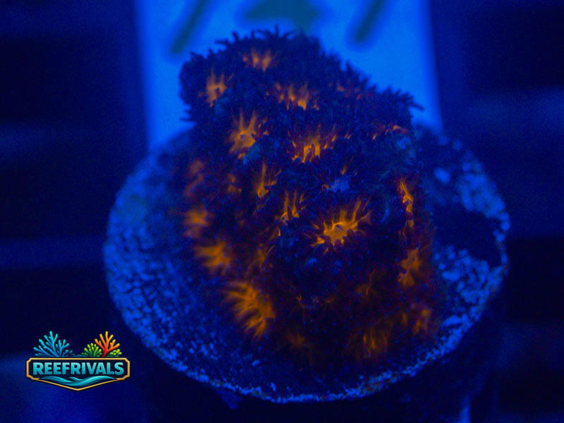 WWC Burning Leptastrea coral image from ReefRivals, listed as Leptastrea sp. and SPS Branching