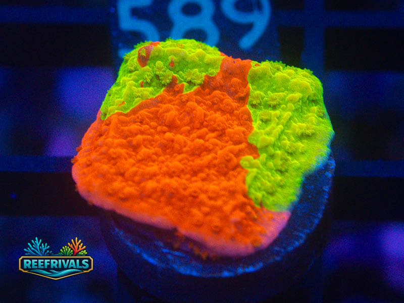 WWC Jawbreaker Grafted Monti coral image from ReefRivals, listed as Montipora sp. and Montis