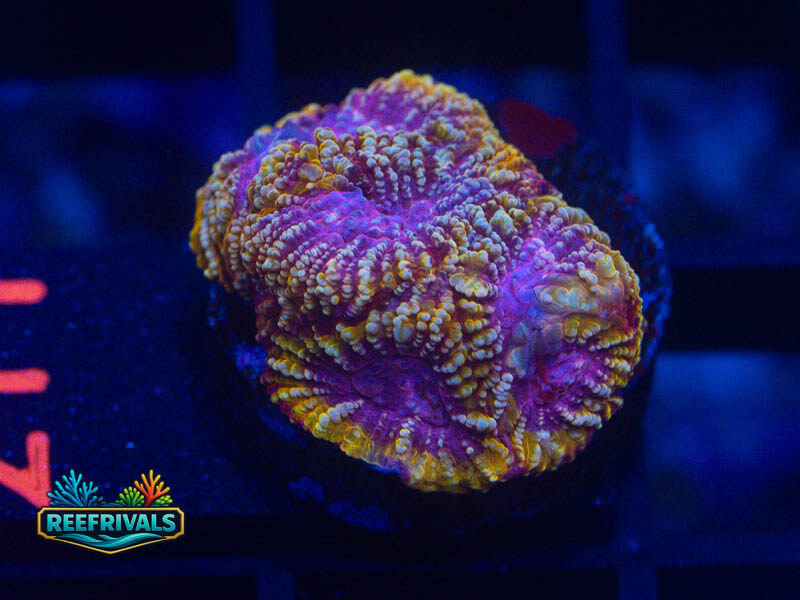 RVL God of Thunder Favia WYSIWYG coral image | ReefRivals RVL God of Thunder Favia coral image from ReefRivals, listed as Favia sp. and Favias