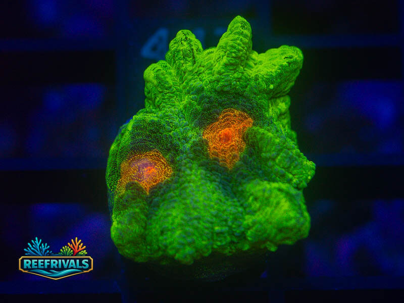 TG Space Invader Pectinia coral image from ReefRivals, listed as Pectinia sp. and SPS Plating