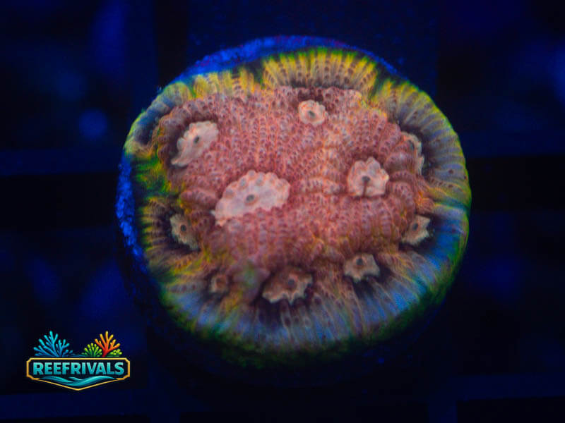 ARC War and Peace Favites coral image from ReefRivals, listed as Favites sp. and Favias