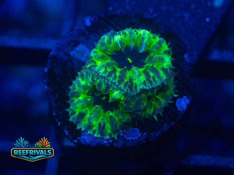 PPE Blasto Merletti WYSIWYG coral image | ReefRivals PPE Blasto Merletti coral image from ReefRivals, listed as Blastomussa sp. and LPS Fleshy