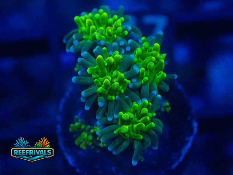 WWC Goblin Galaxea coral image from ReefRivals, listed as Galaxea sp. and SPS Plating
