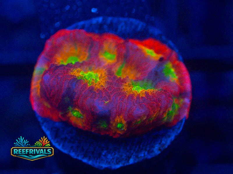 JF Fairy Ring Favia coral image from ReefRivals, listed as Favia sp. and Favias