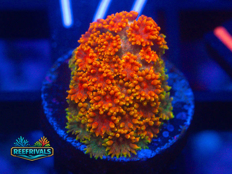 ECC Burning Sunset Goni coral image from ReefRivals, listed as Goniopora sp. and Gonis