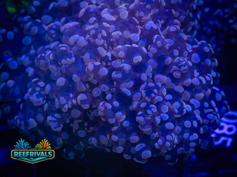 CC Purple Kingspawn Octospawn coral image from ReefRivals, listed as Fimbriaphyllia paraancora and LPS Branching