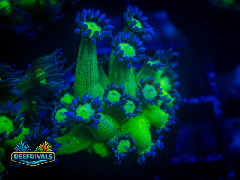 WWC Shadow Flame Goni coral image from ReefRivals, listed as Goniopora sp. and Gonis