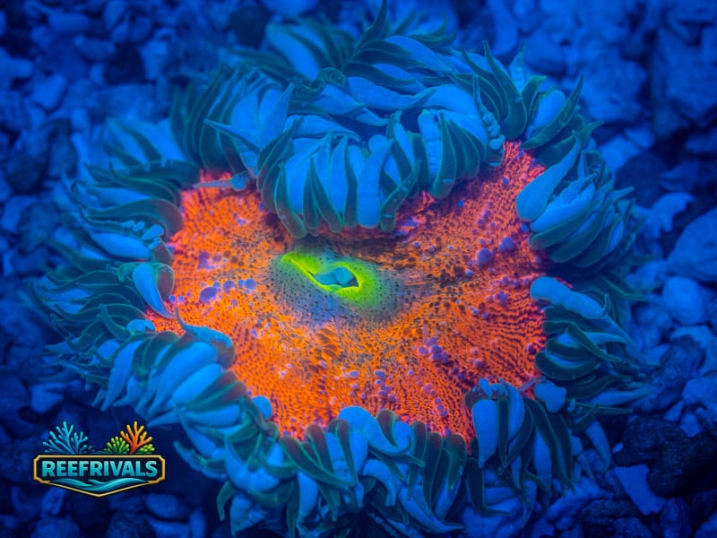 WWC Arkenstone Rock Flower coral image from ReefRivals, listed as Actiniaria sp. and Soft Coral