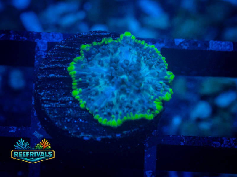 RVL Toxic Rim Disco Mushroom WYSIWYG coral image | ReefRivals RVL Toxic Rim Disco Mushroom coral image from ReefRivals, listed as Rhodactis spp. and Mushrooms