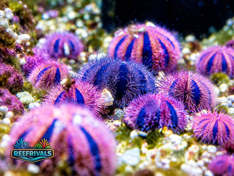 Tuxedo Urchin coral image from ReefRivals, listed as Actiniaria sp. and Soft Coral
