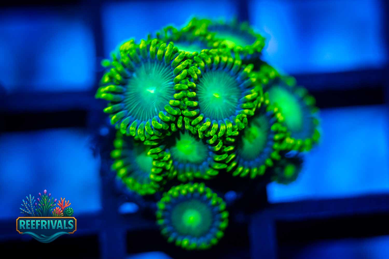 Radioactive Dragon Eye coral image from ReefRivals, listed as Zoanthus sp. and Zoas