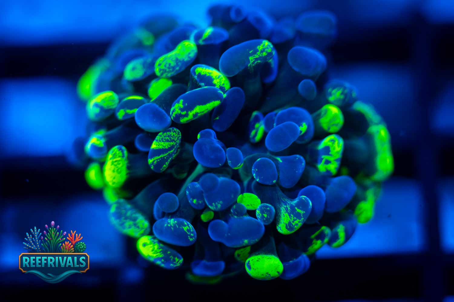 ECC Toxic Splatter Hammer coral image from ReefRivals, listed as Euphyllia ancora and Hammers