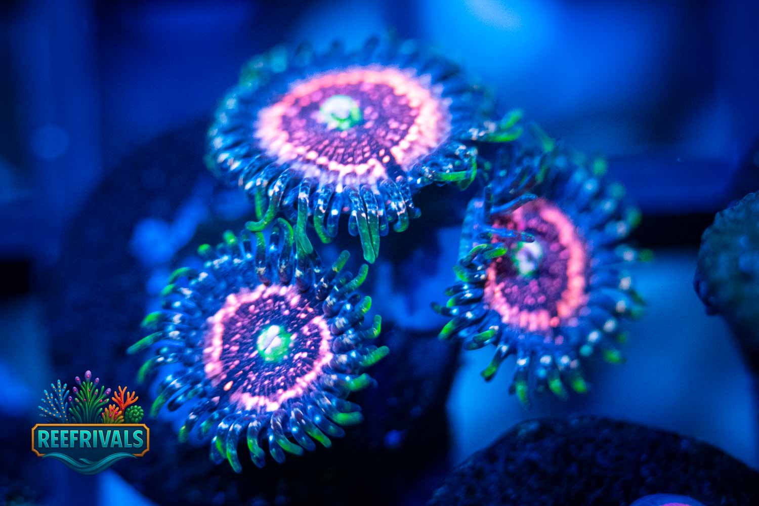 Pink Zipper WYSIWYG coral image | ReefRivals Pink Zipper coral image from ReefRivals, listed as Zoanthus sp. and Zoas