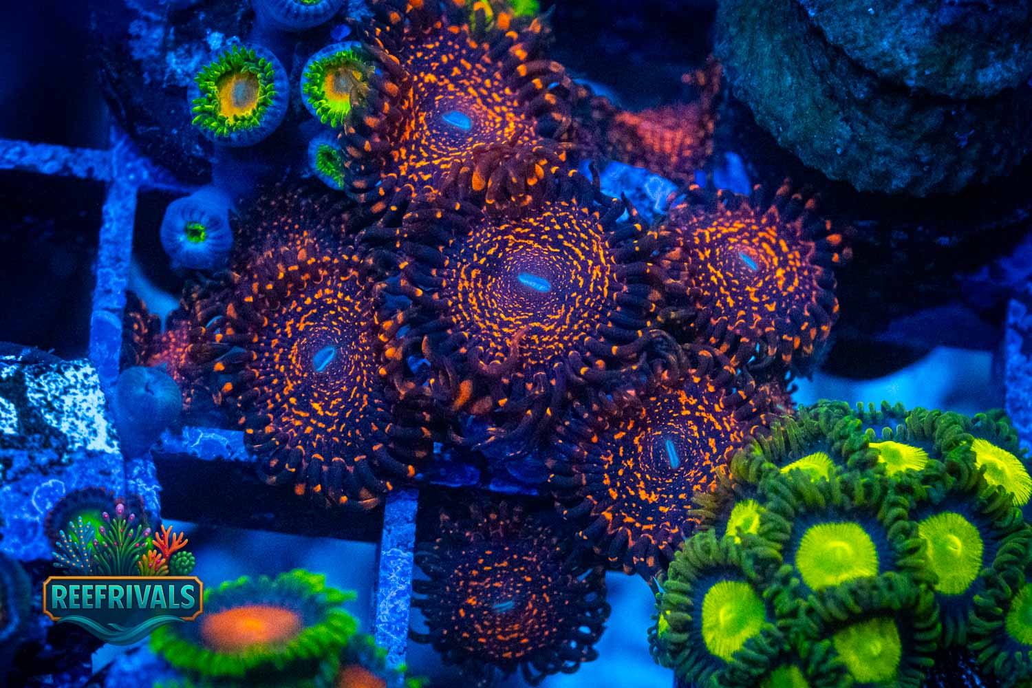 Nightmare 2.0 WYSIWYG coral image | ReefRivals Nightmare 2.0 coral image from ReefRivals, listed as Zoanthus sp. and Zoas