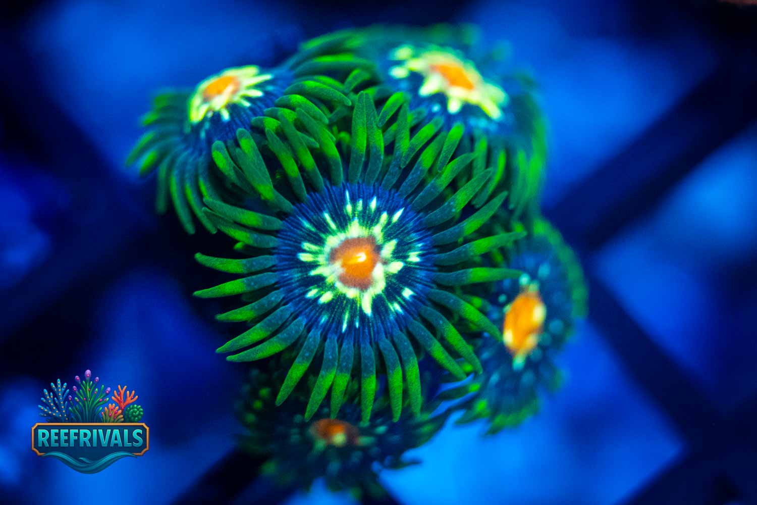 JF Stargazer coral image from ReefRivals, listed as Zoanthus sp. and Zoas