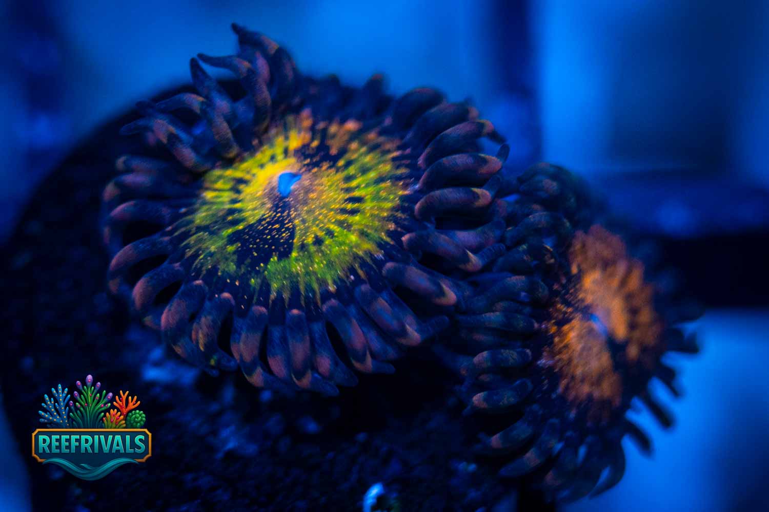 Pandora WYSIWYG coral image | ReefRivals Pandora coral image from ReefRivals, listed as Zoanthus sp. and Zoas