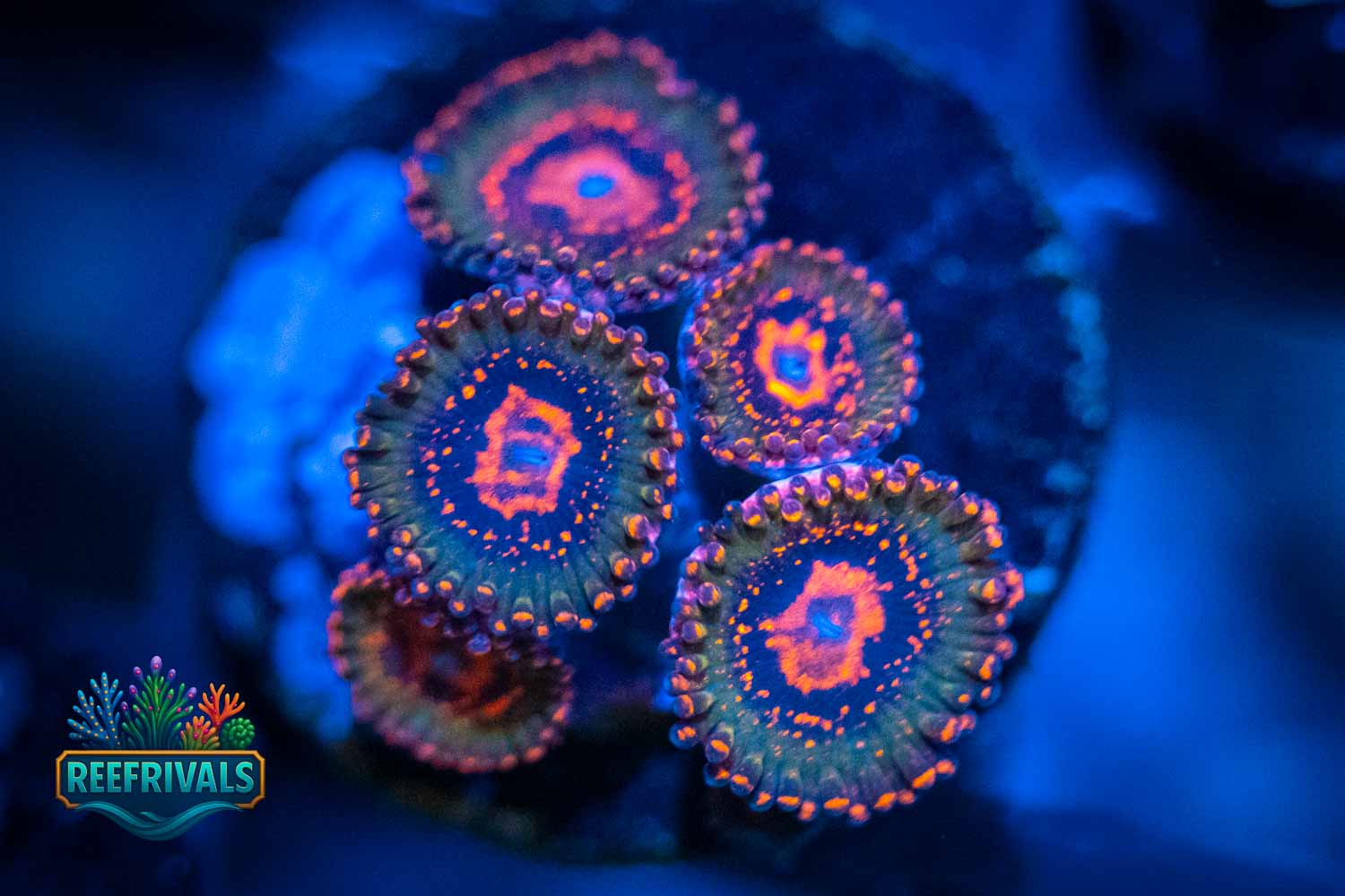 JF Azz Krak WYSIWYG coral image | ReefRivals JF Azz Krak coral image from ReefRivals, listed as Zoanthus sp. and Zoas