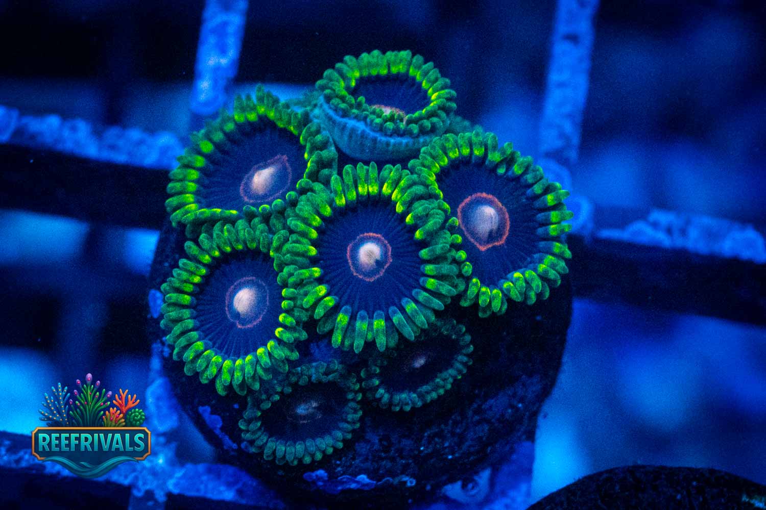 CB King Jawbreaker Hornets WYSIWYG coral image | ReefRivals CB King Jawbreaker Hornets coral image from ReefRivals, listed as Zoanthus sp. and Zoas