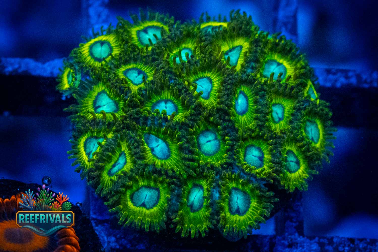 RVL Goblin Toes WYSIWYG coral image | ReefRivals RVL Goblin Toes coral image from ReefRivals, listed as Zoanthus sp. and Zoas
