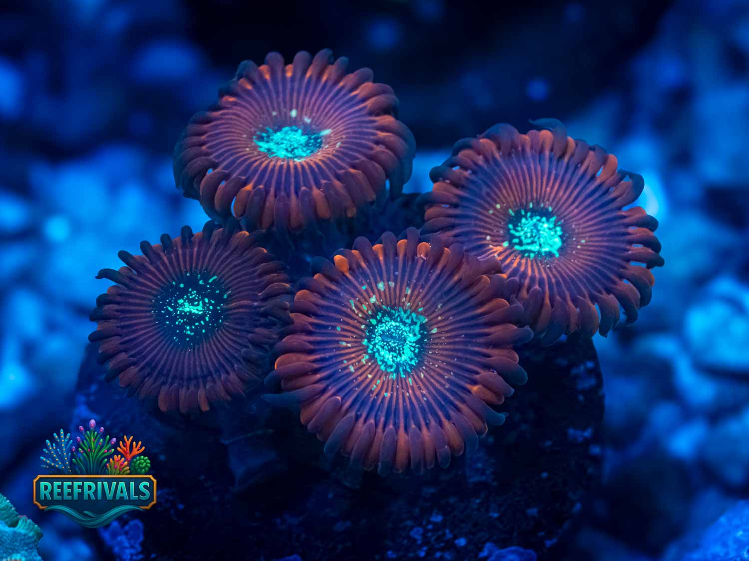 ECC Magician Zoa WYSIWYG coral image | ReefRivals ECC Magician Zoa coral image from ReefRivals, listed as Zoanthus sp. and Zoas