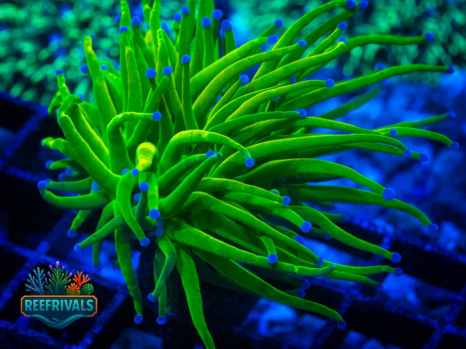 ECC Holy Grail Torch coral image from ReefRivals, listed as Euphyllia glabrescens and Torches