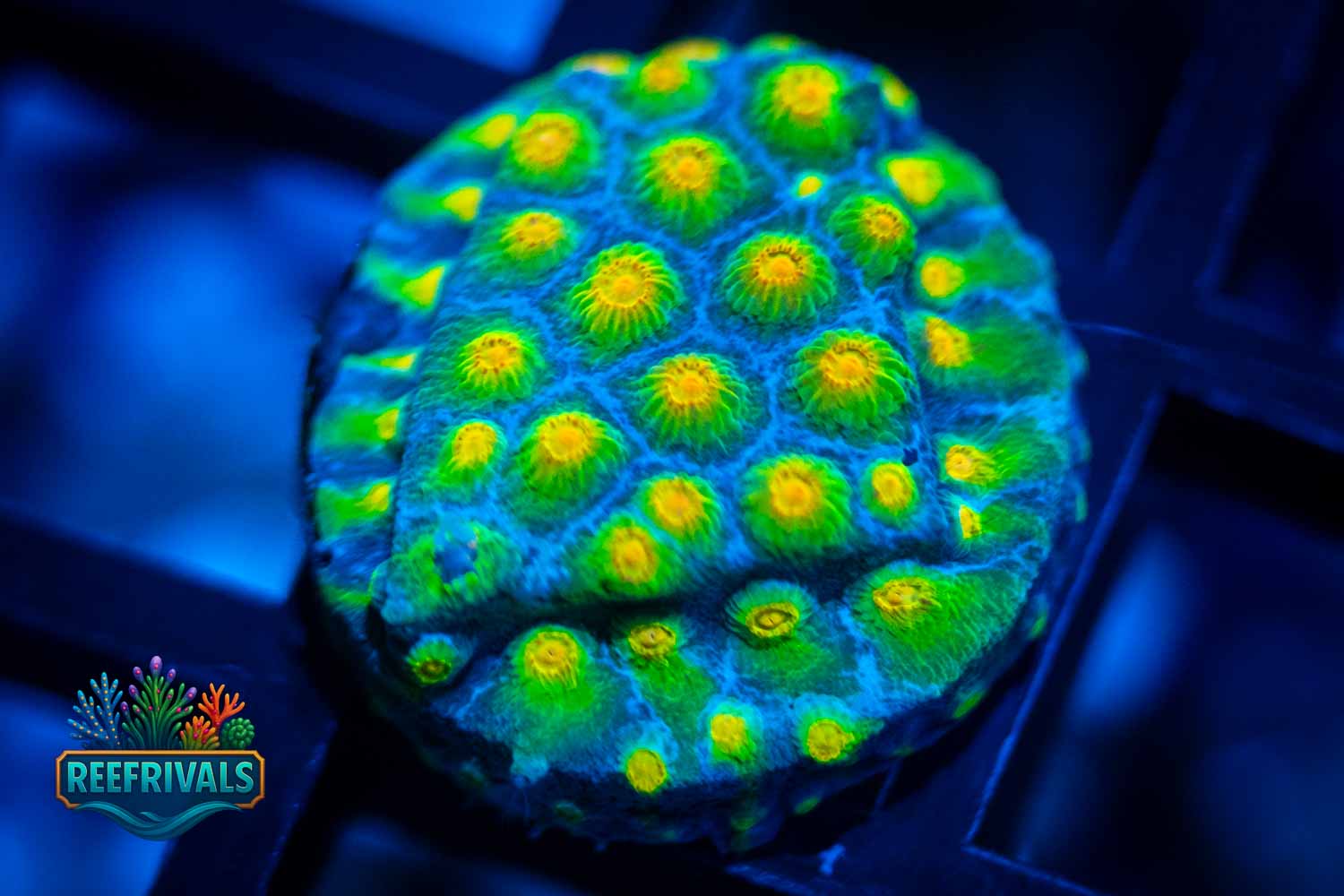 Rick and Morty WYSIWYG coral image | ReefRivals Rick and Morty coral image from ReefRivals, listed as Cyphastrea sp. and Encrusting