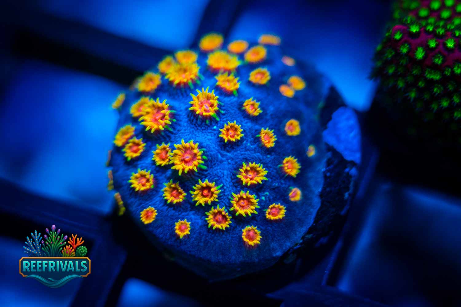 ECC Bizarro Cyphastrea coral image from ReefRivals, listed as Cyphastrea sp. and Encrusting