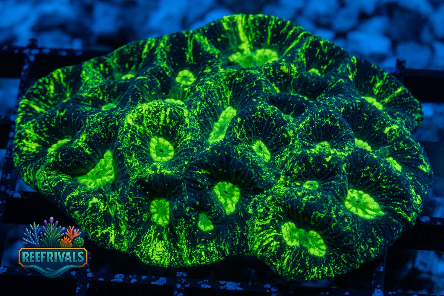 Toxic Oil Splatter WYSIWYG coral image | ReefRivals Toxic Oil Splatter coral image from ReefRivals, listed as Goniastrea sp. and LPS Branching