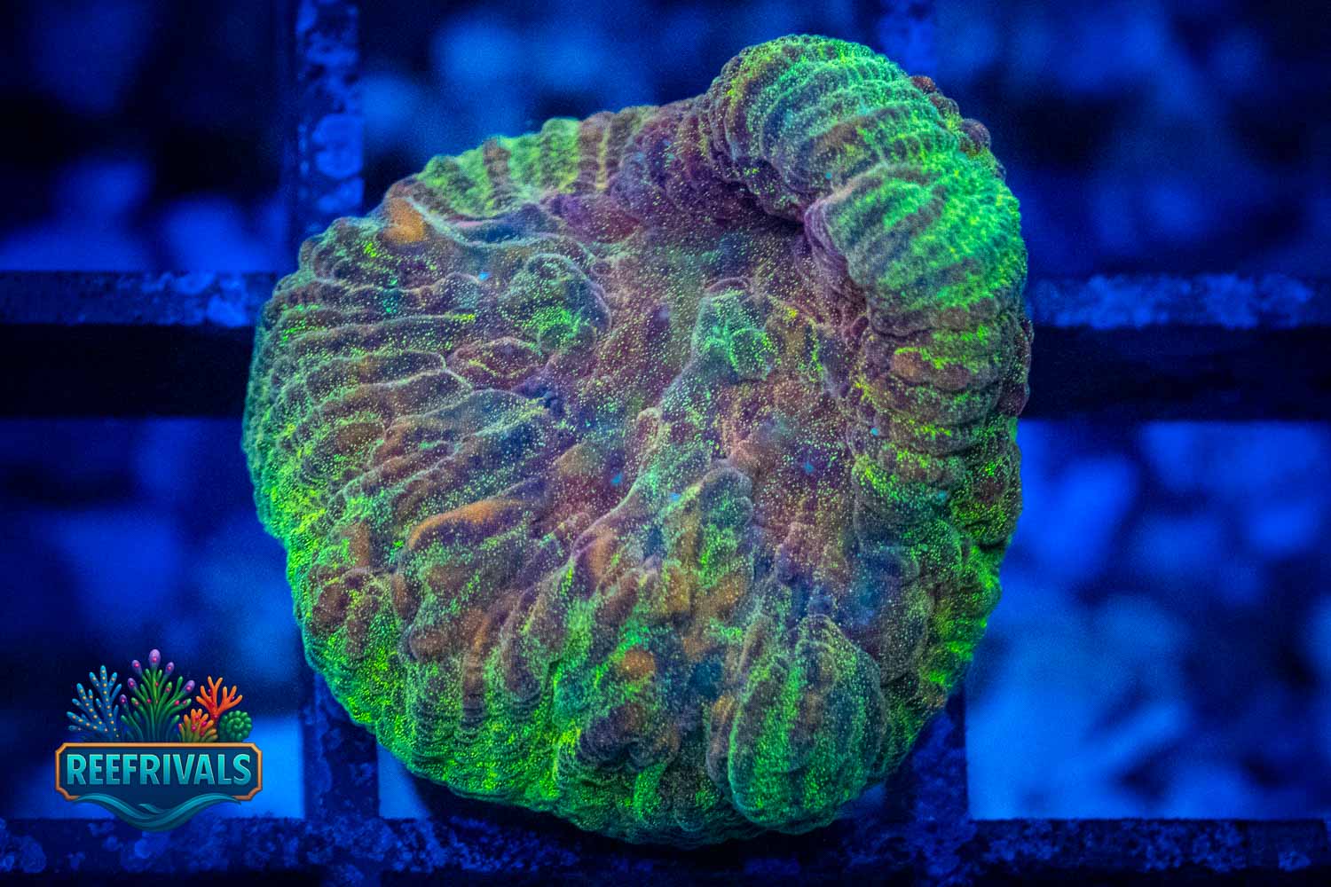 WWC Over the Rainbow Chalice WYSIWYG coral image | ReefRivals WWC Over the Rainbow Chalice coral image from ReefRivals, listed as Echinophyllia sp. and Chalices