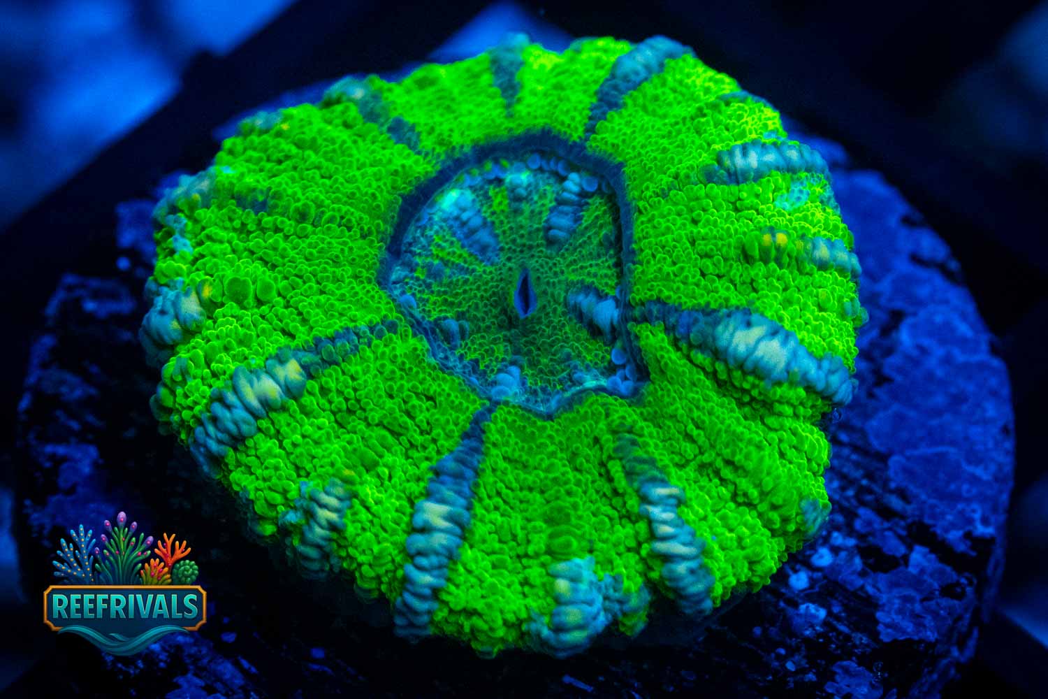 Neon Spoked Button Scoly WYSIWYG coral image | ReefRivals Neon Spoked Button Scoly coral image from ReefRivals, listed as Scolymia australis and LPS Fleshy