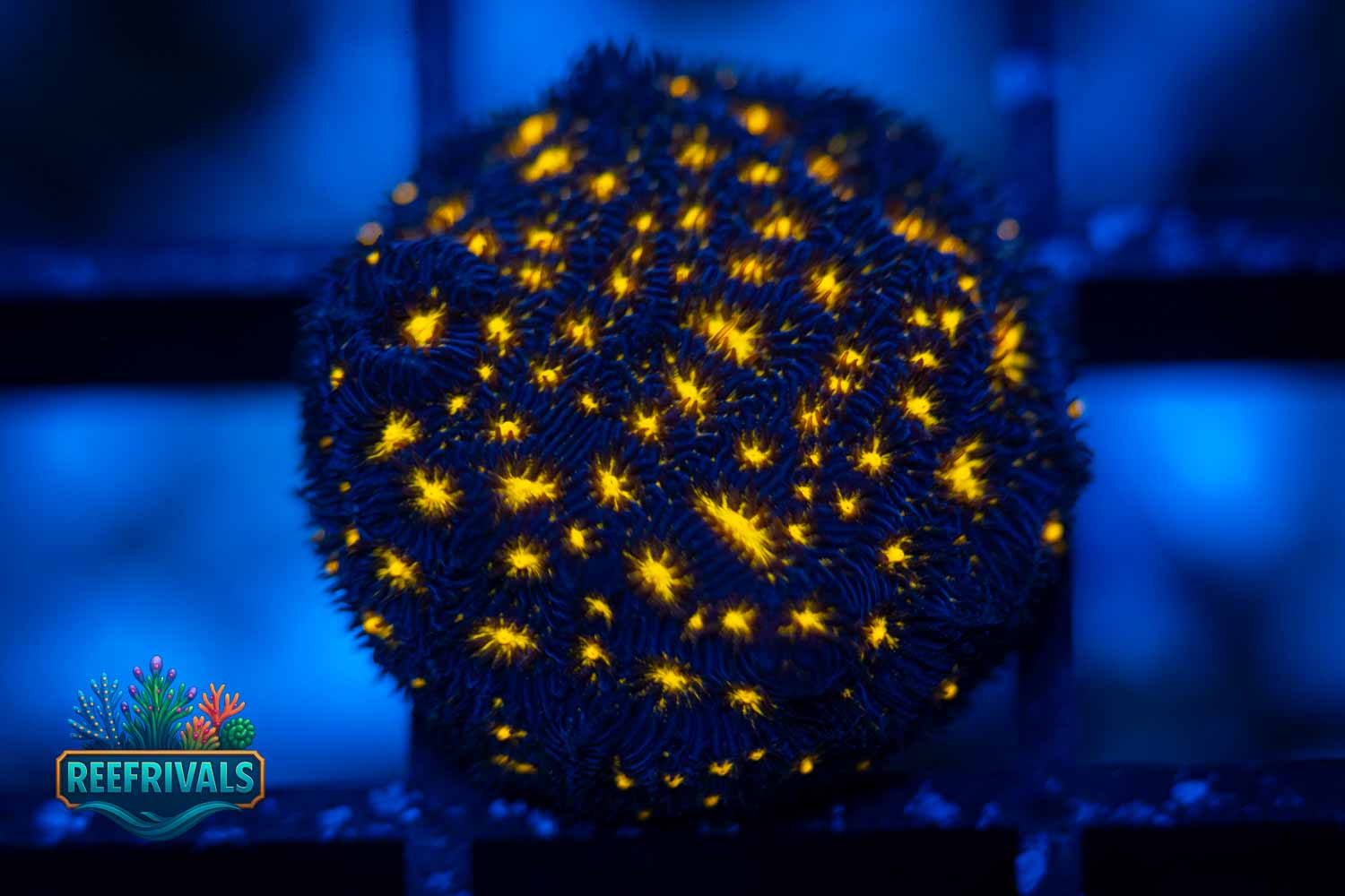 ECC Fireworks Lepto WYSIWYG coral image | ReefRivals ECC Fireworks Lepto coral image from ReefRivals, listed as Leptoseris sp. and Encrusting