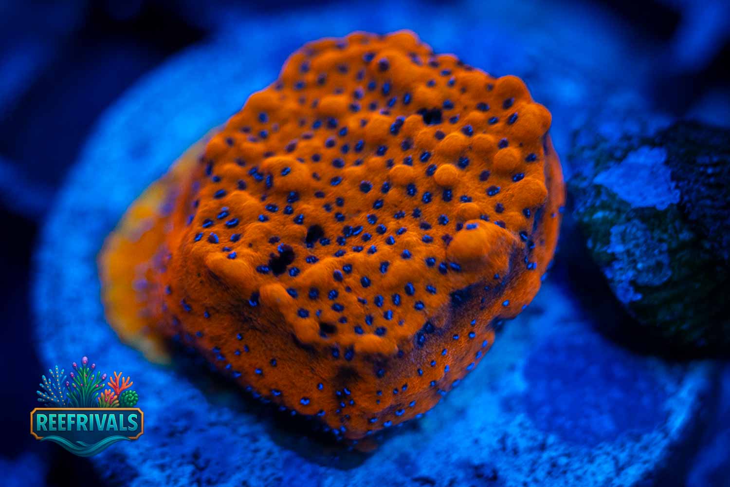WWC Mystic Sunset coral image from ReefRivals, listed as Montipora sp. and Montis